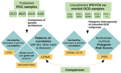 Polygenic Heterogeneity Across Obsessive-Compulsive Disorder Subgroups Defined by a Comorbid Diagnosis